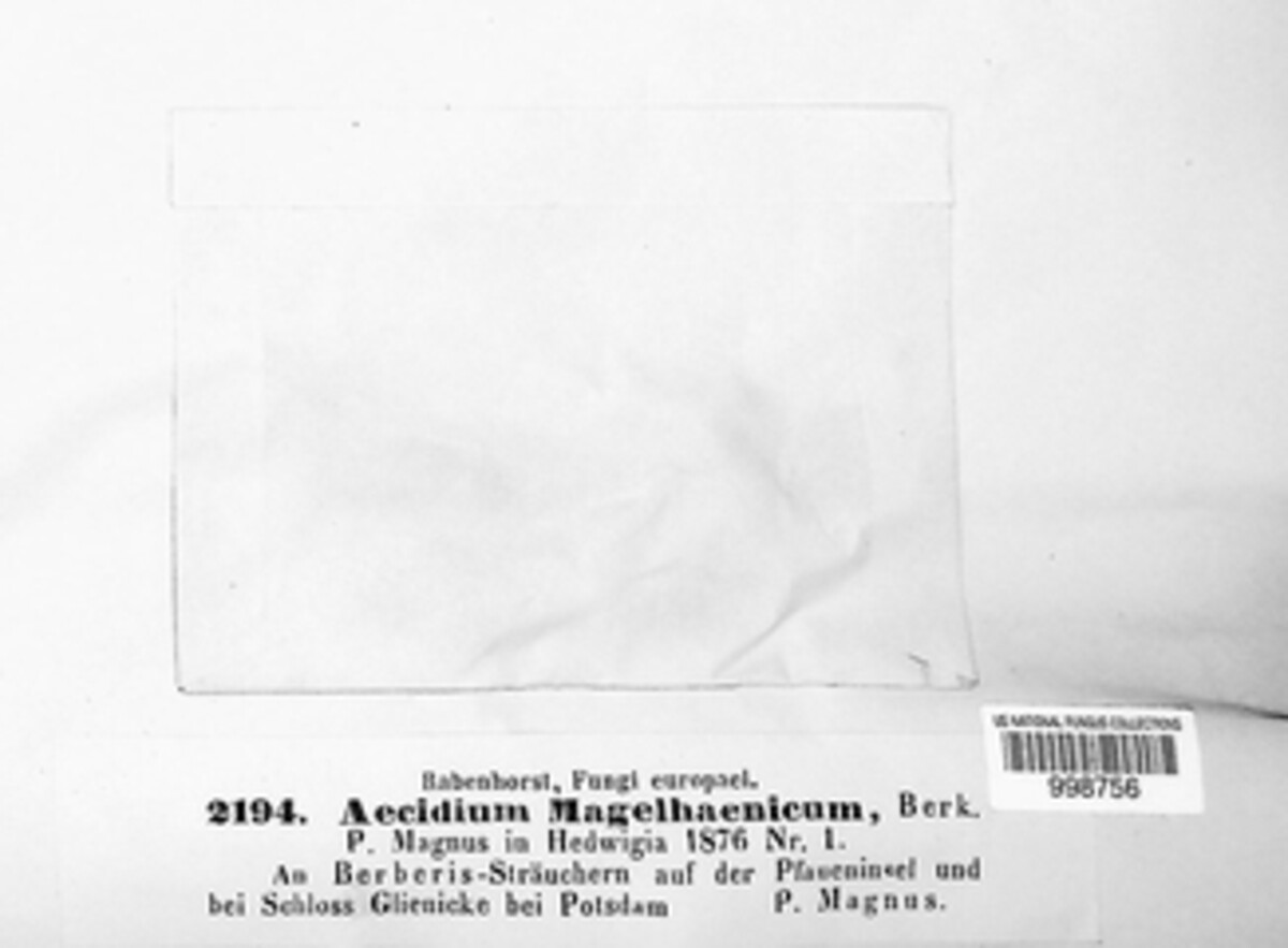 Aecidium magelaenicum image